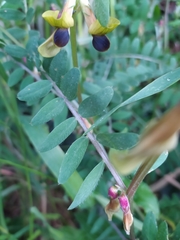 Vicia melanops