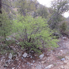 Prunus serotina virens