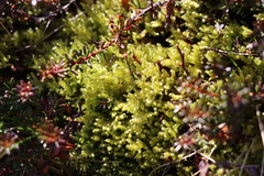Bryophyta