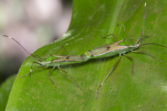 Homoeocerus angulatus