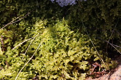 Bryophyta