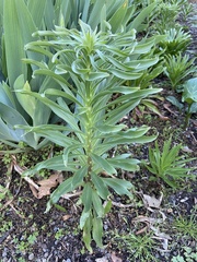 Lilium candidum