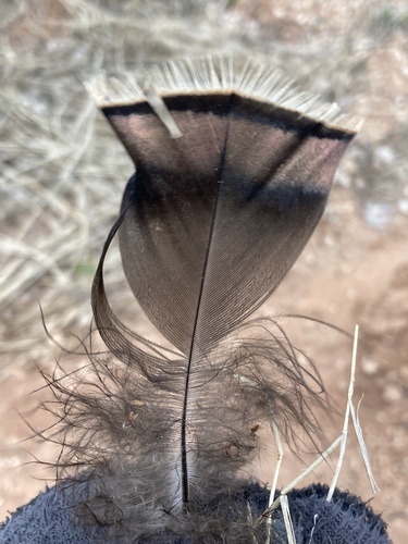 Wild Turkey photographed in Oklahoma