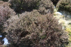 Calluna vulgaris