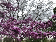 Cercis canadensis