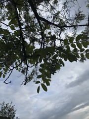 Robinia pseudoacacia
