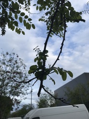 Robinia pseudoacacia
