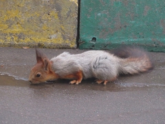 Sciurus vulgaris