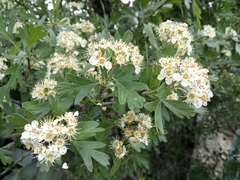 Crataegus azarolus