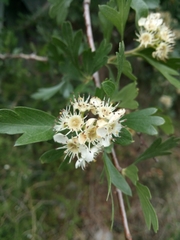 Crataegus azarolus