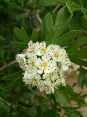 Crataegus azarolus