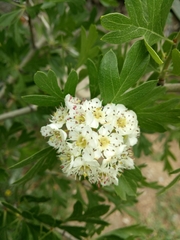 Crataegus azarolus