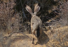 Lepus californicus