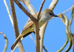 Myiarchus tuberculifer