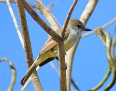 Myiarchus tuberculifer