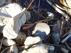 Pyganodon grandis