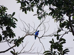 Cotinga amabilis