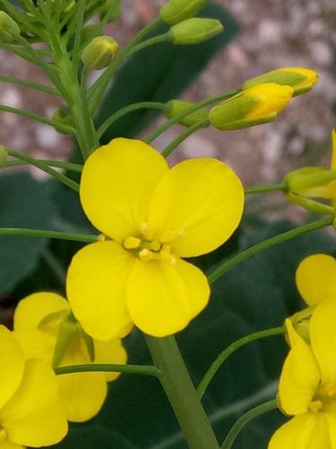 Brassica napus image