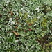 Cladonia polycarpia - Photo (c) Vitaly Charny, alguns direitos reservados (CC BY-NC), uploaded by Vitaly Charny