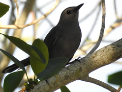 Dumetella carolinensis image