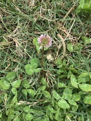 Trifolium repens