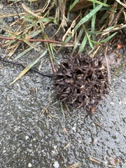 Liquidambar styraciflua