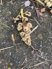 Liquidambar styraciflua