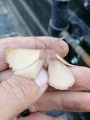 Phyllalia