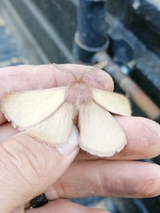 Phyllalia