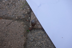 Helminthoglypta traskii