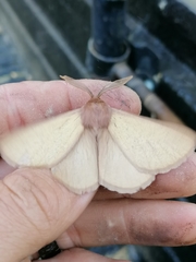 Phyllalia
