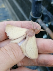 Phyllalia