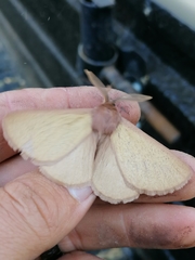 Phyllalia