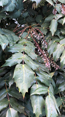 Berberidinae