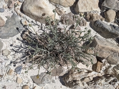 Erigeron parishii