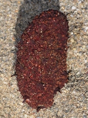 Cynomorium coccineum
