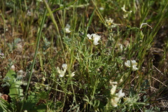 Astragalus tener