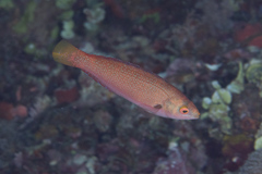 Cirrhilabrus punctatus