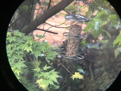 Periparus ater