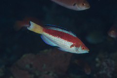 Cirrhilabrus marjorie