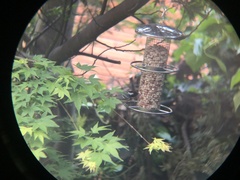Periparus ater
