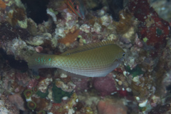 Stethojulis strigiventer