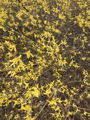 Forsythia