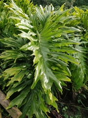 Thaumatophyllum bipinnatifidum