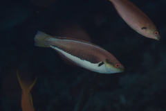 Cirrhilabrus punctatus