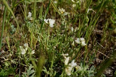 Astragalus tener