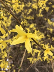 Forsythia