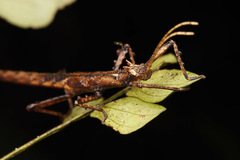 Creoxylus