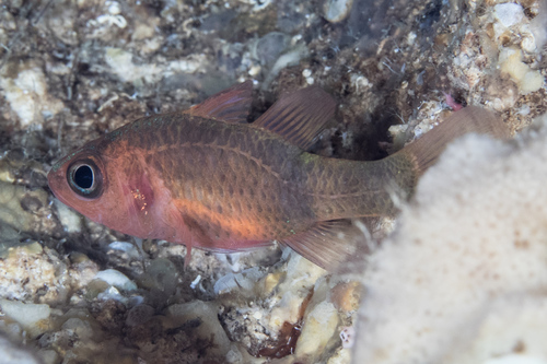 Broadbanded cardinalfish (Apogon posterofasciatus) — Apogonidae