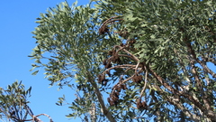 Cussonia gamtoosensis